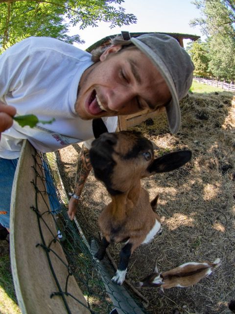 Рубашка RICH Dollar Goat